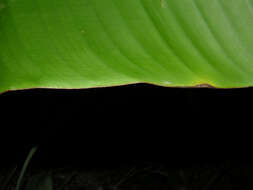 Image of Heliconia osaensis Cufod.