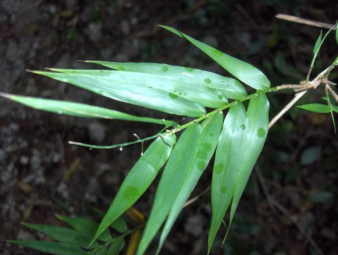 Plancia ëd Lasiacis divaricata (L.) Hitchc.