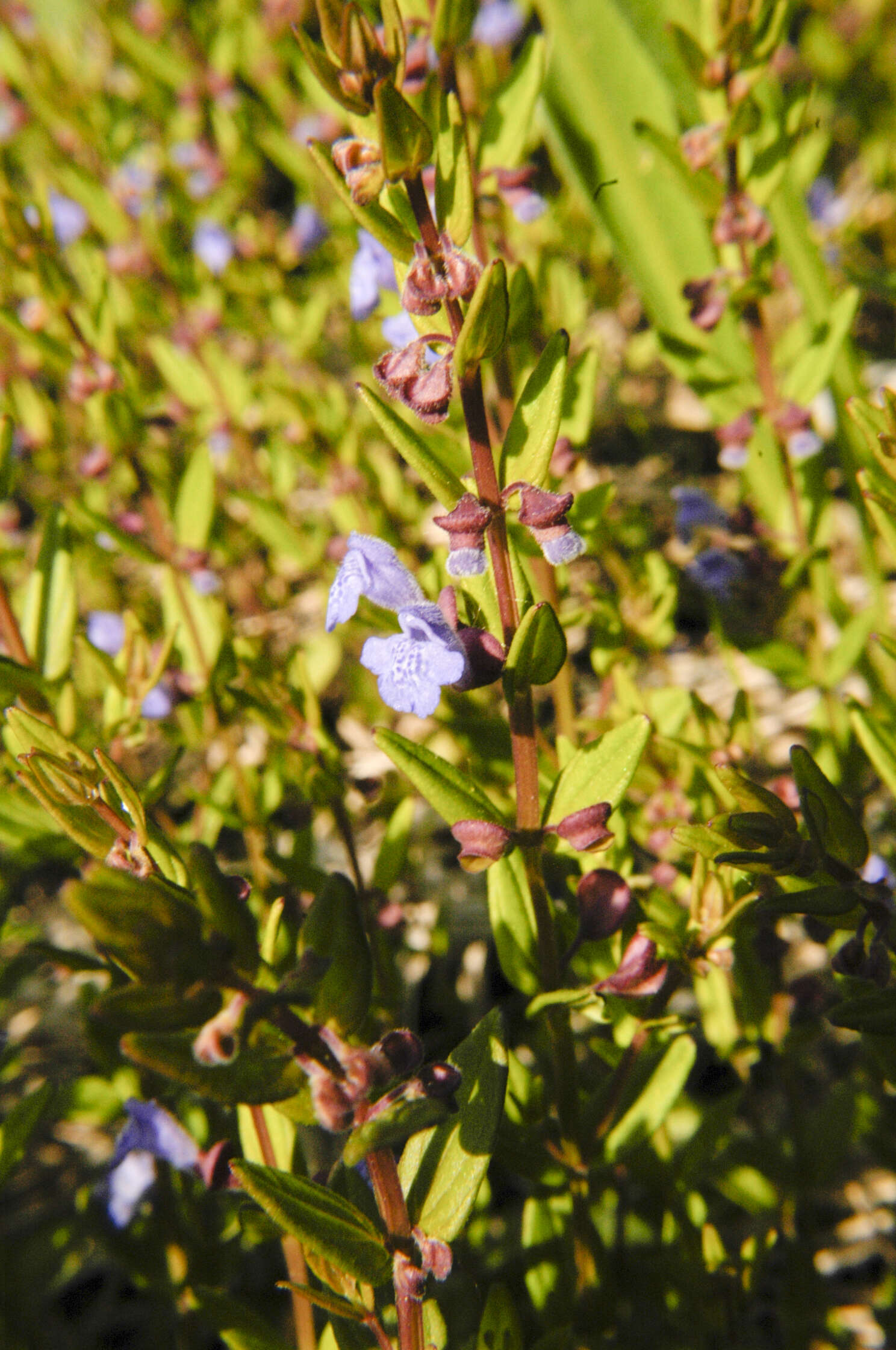 Scutellaria parvula var. leonardii (Epling) Fernald resmi