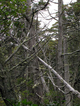 Image of Cypress