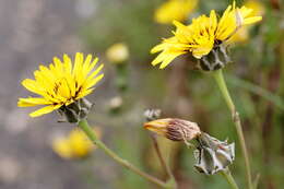 Image of False sowthistle