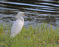 Image of Snowy Egret