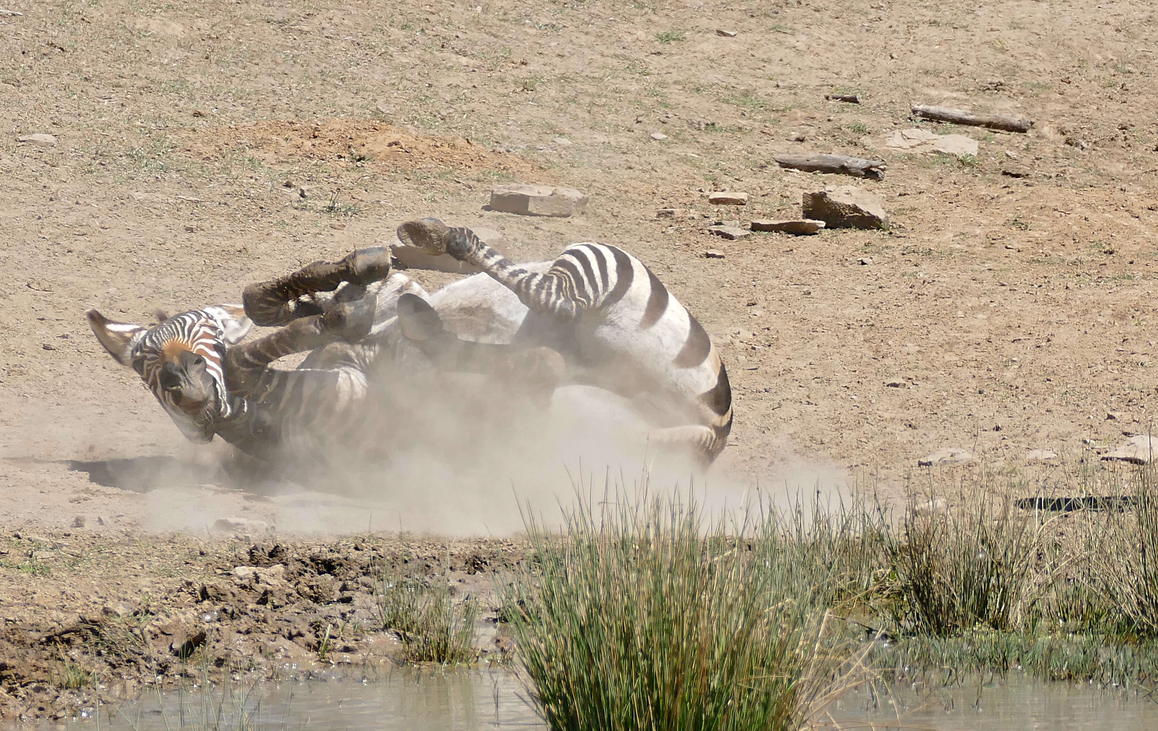 Image of zebra