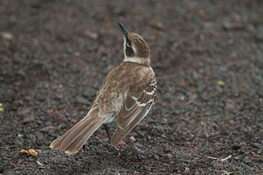 Image of Mimus Boie & F 1826