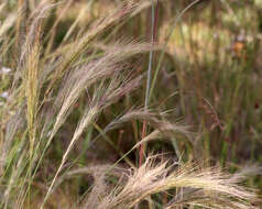 Image of bottlebrush threeawn