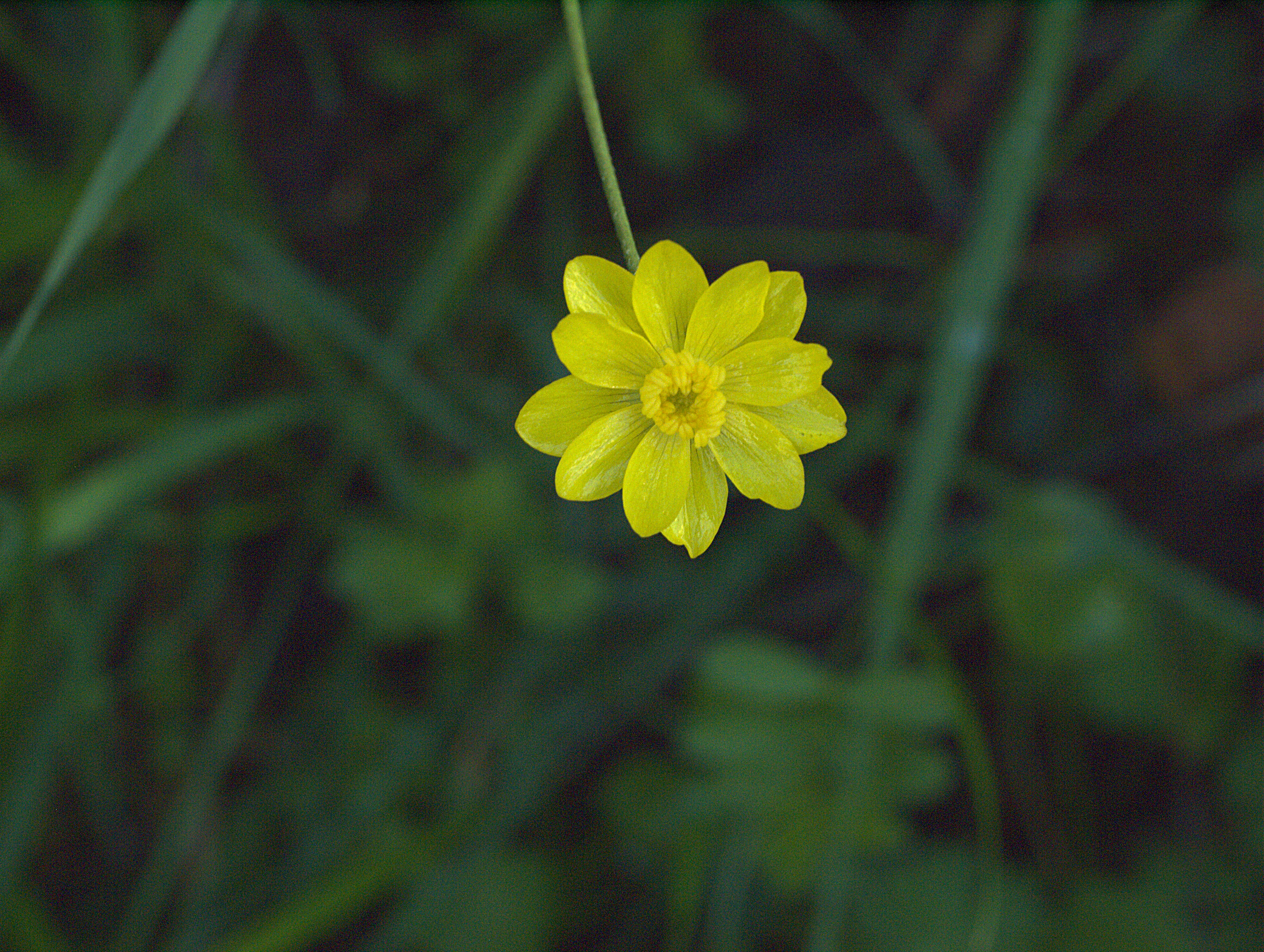 Image of California buttercup