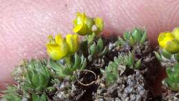 صورة Draba globosa Payson