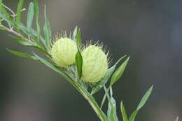 Image of Shrubby milkweed