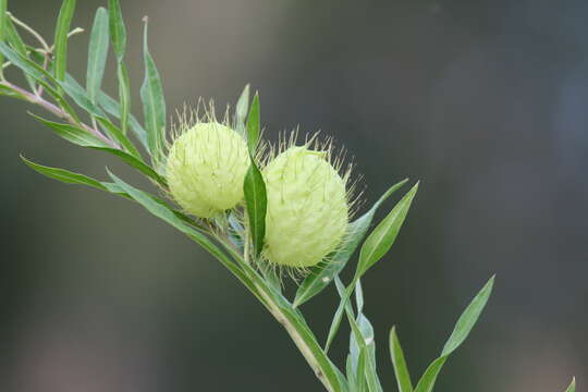 Image of Shrubby milkweed