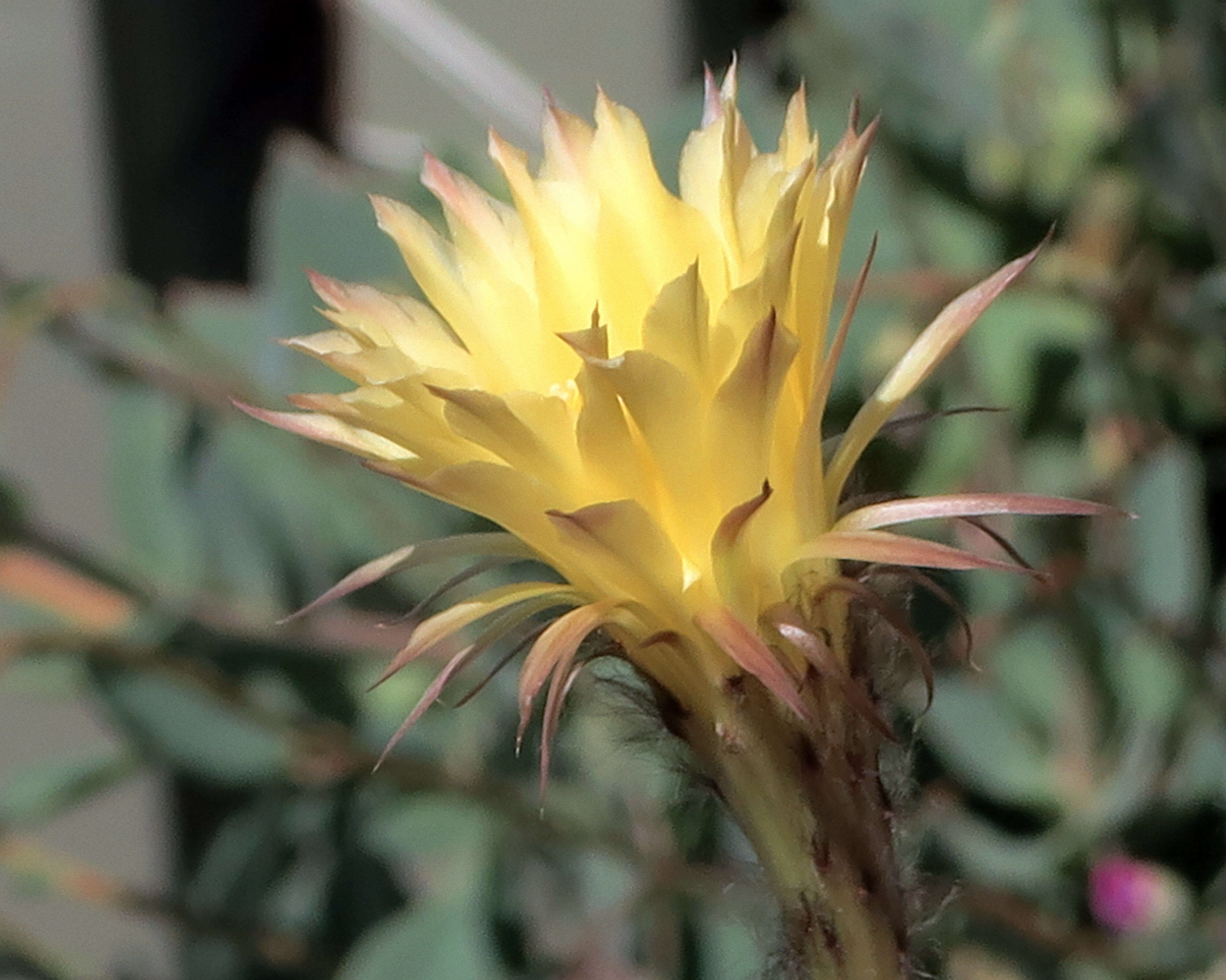 Echinopsis resmi