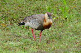 Image of Buff-necked Ibis