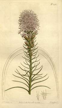 Image of blazing star