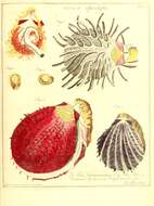 Слика од Spondylus Linnaeus 1758