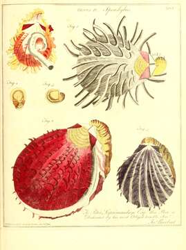 Image de Spondylus Linnaeus 1758