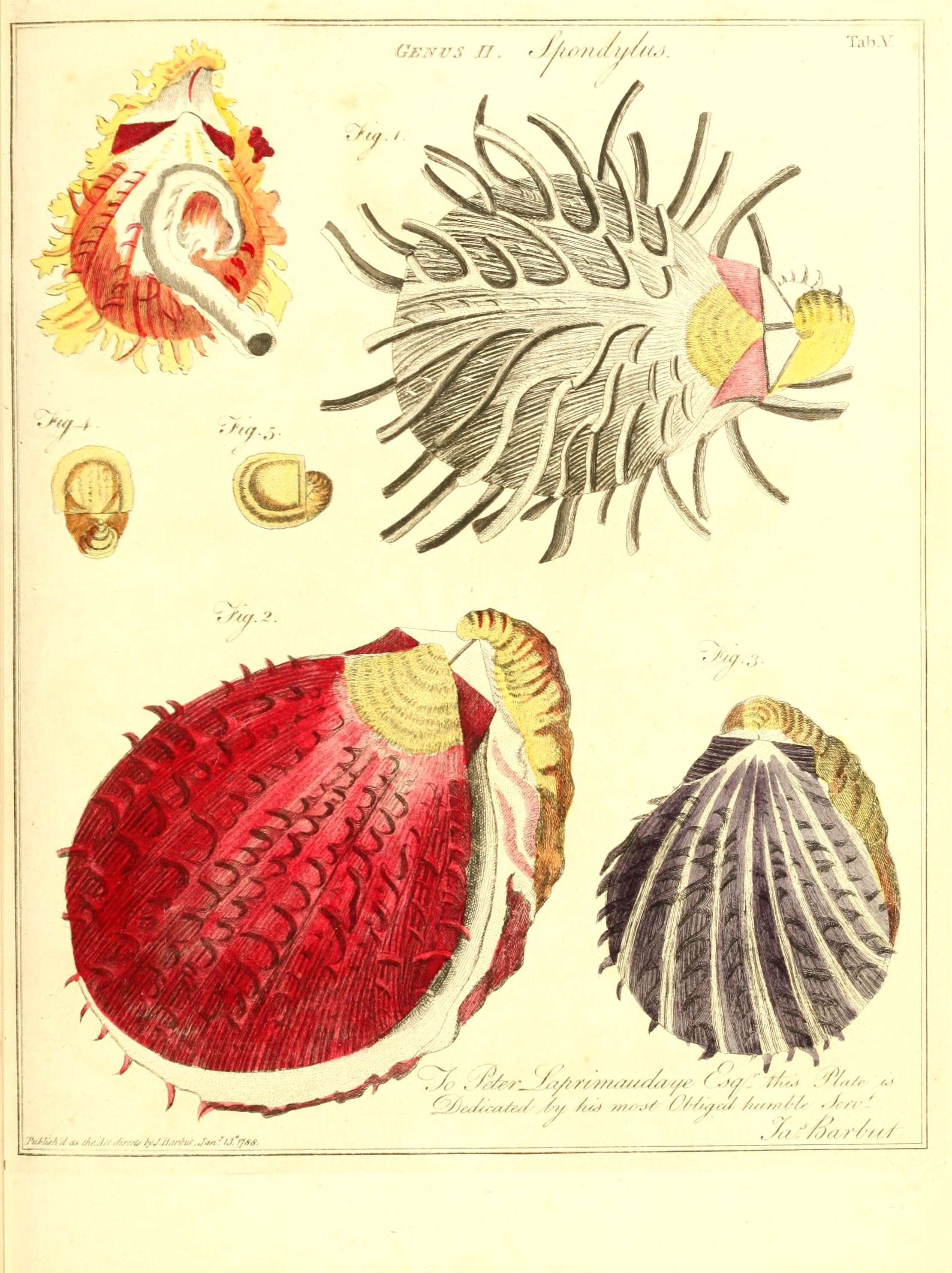 Plancia ëd Spondylidae Gray 1826