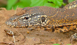 Image of monitor lizards