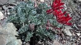 Image of scarlet milkvetch