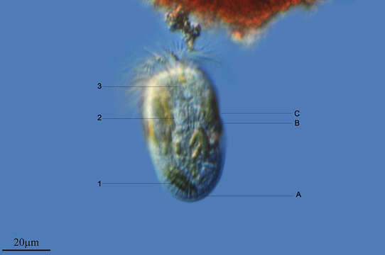 Imagem de Oligotrichia