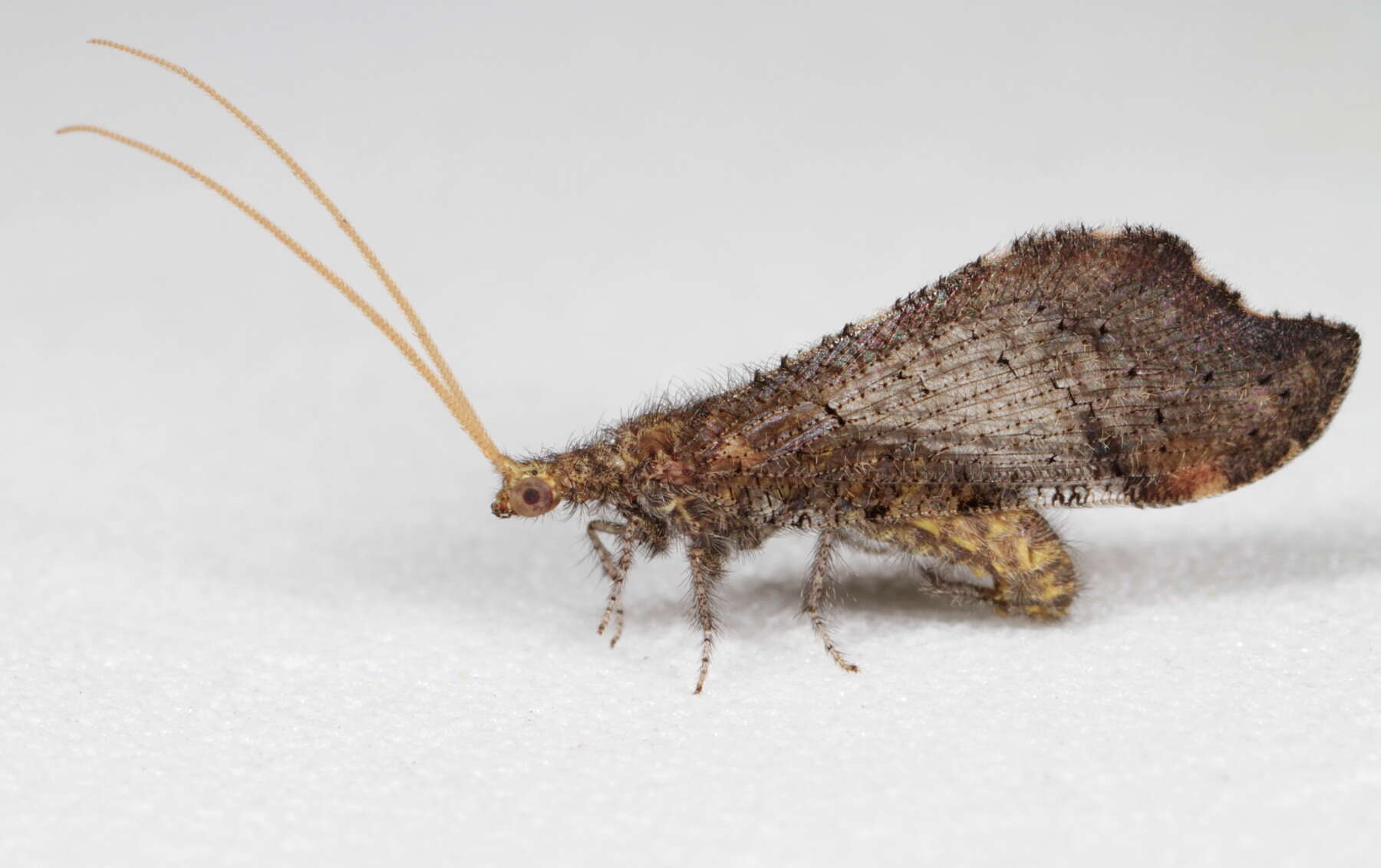 Image of beaded lacewings