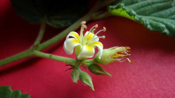 Image of Melochia betonicifolia A. St.-Hil.