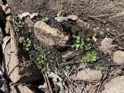 Image of Cardamine tryssa I. Thomps.