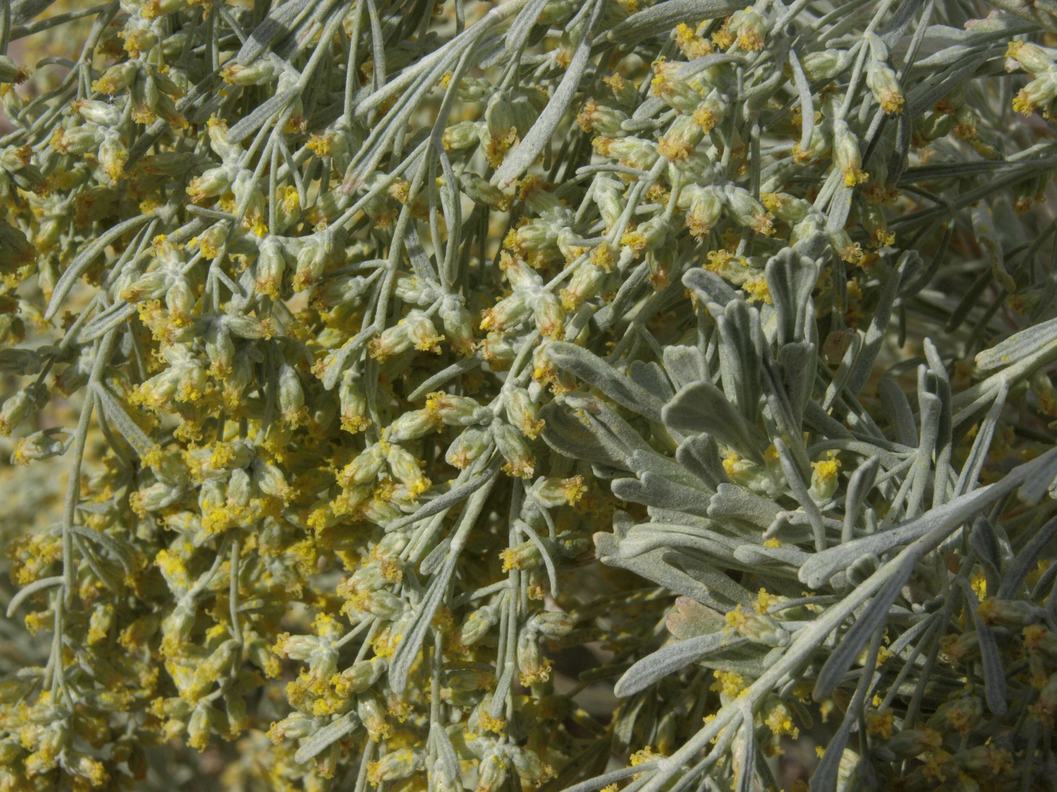 Imagem de Artemisia tridentata (Nutt.) W. A. Weber