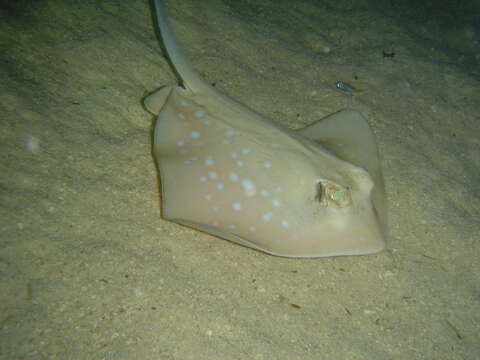 Image of Mask Rays