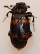 Image of Nicrophorus (Nicrophorus) podagricus (Portevin 1920)