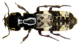 Image of Hairy Rove Beetle