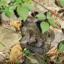 صورة Morelia spilota spilota (Lacépède 1804)