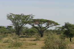 Image of Nyanga  flat-top