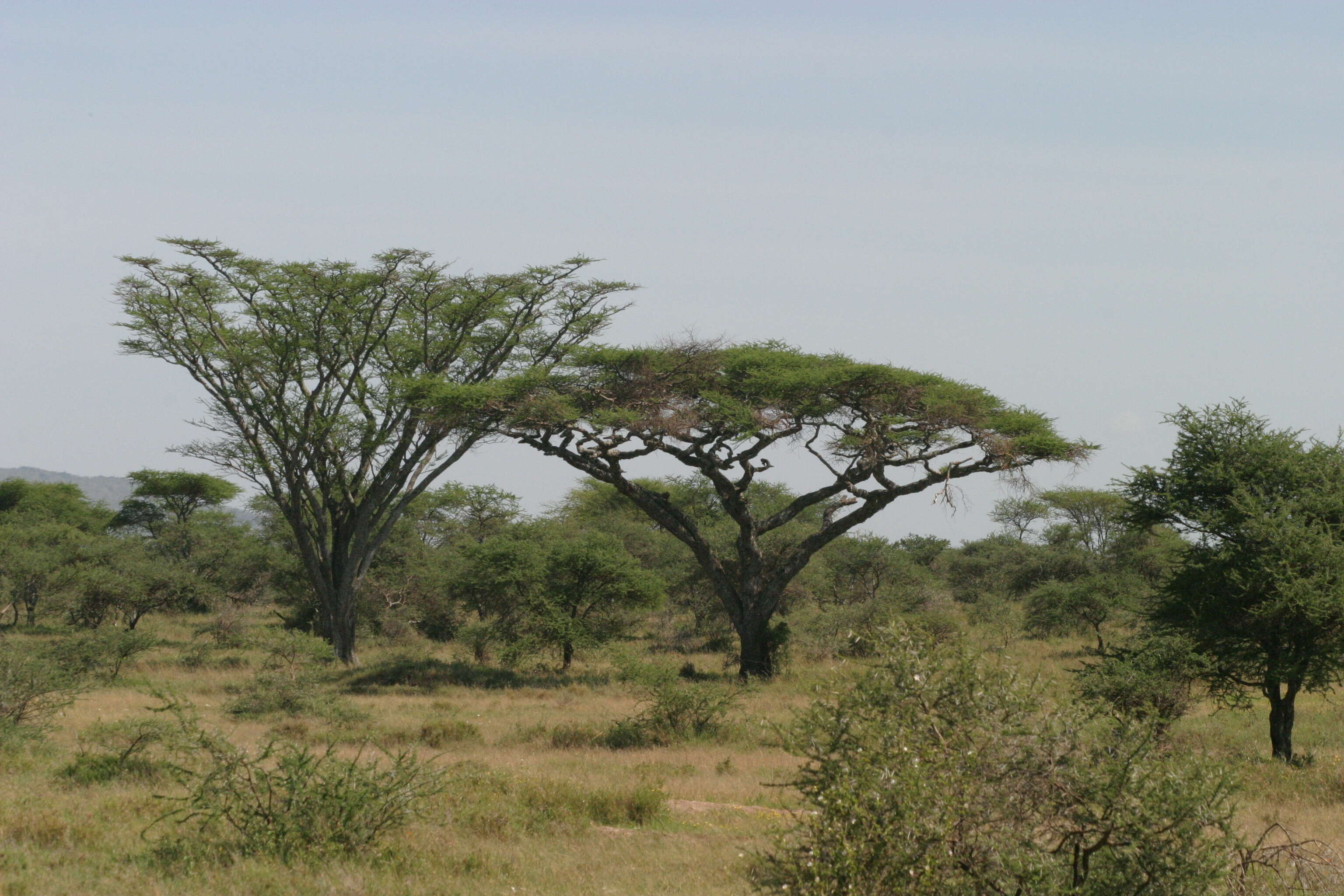 Vachellia abyssinica (Hochst. ex Benth.) Kyal. & Boatwr. resmi