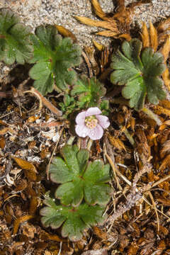 Image of cinquefoil geranium