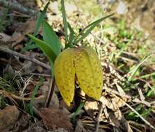 Image of Fritillaria crassifolia subsp. crassifolia