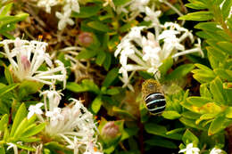 Image of Anthophorine Bees