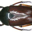 Image of Ischiopsopha (Homoeopsopha) castanea Moser 1912
