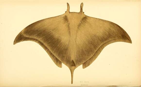 Image of Mobula ray