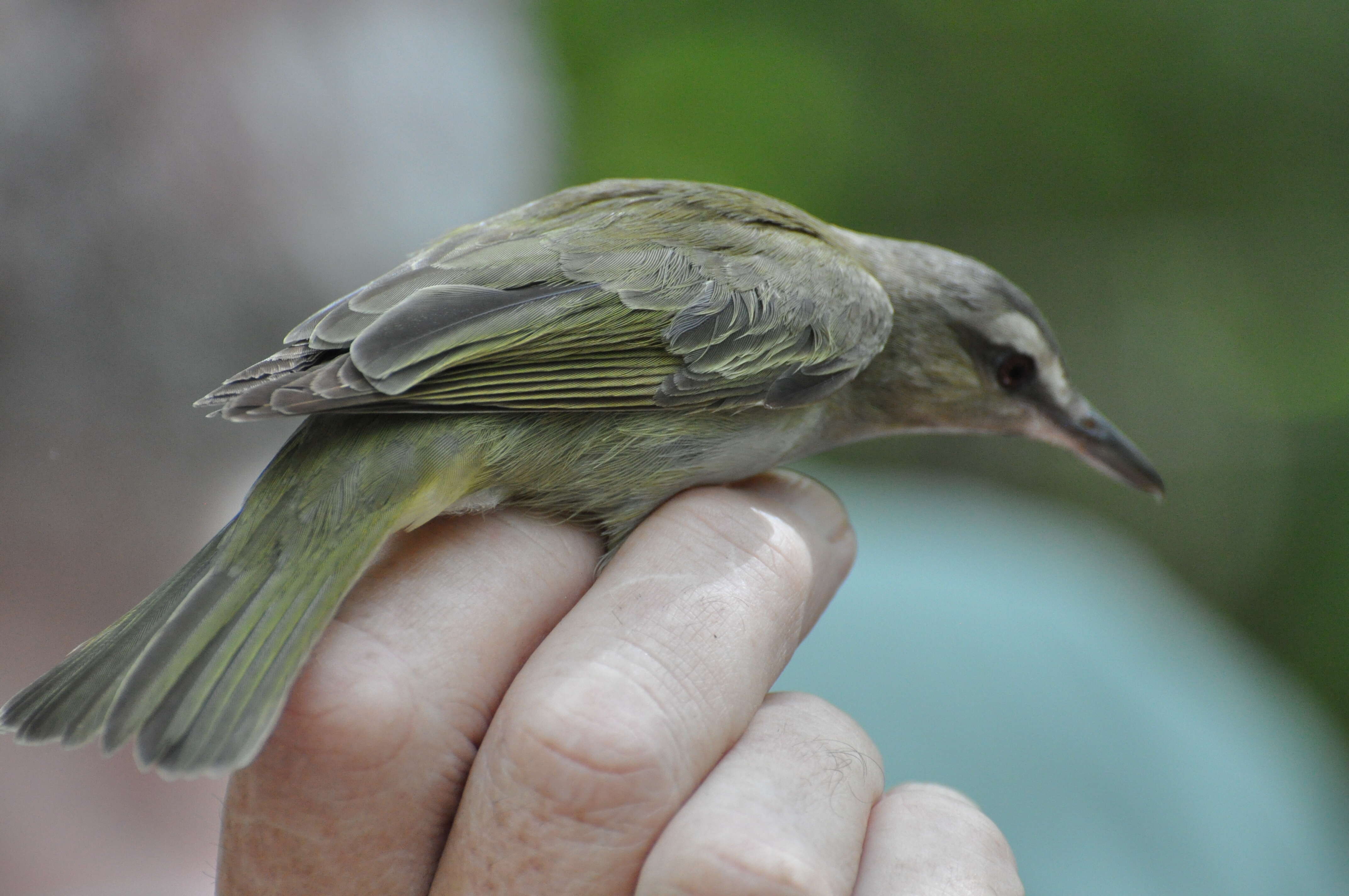 Image of Vireo Vieillot 1808