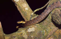 Image of cat-eyed snakes