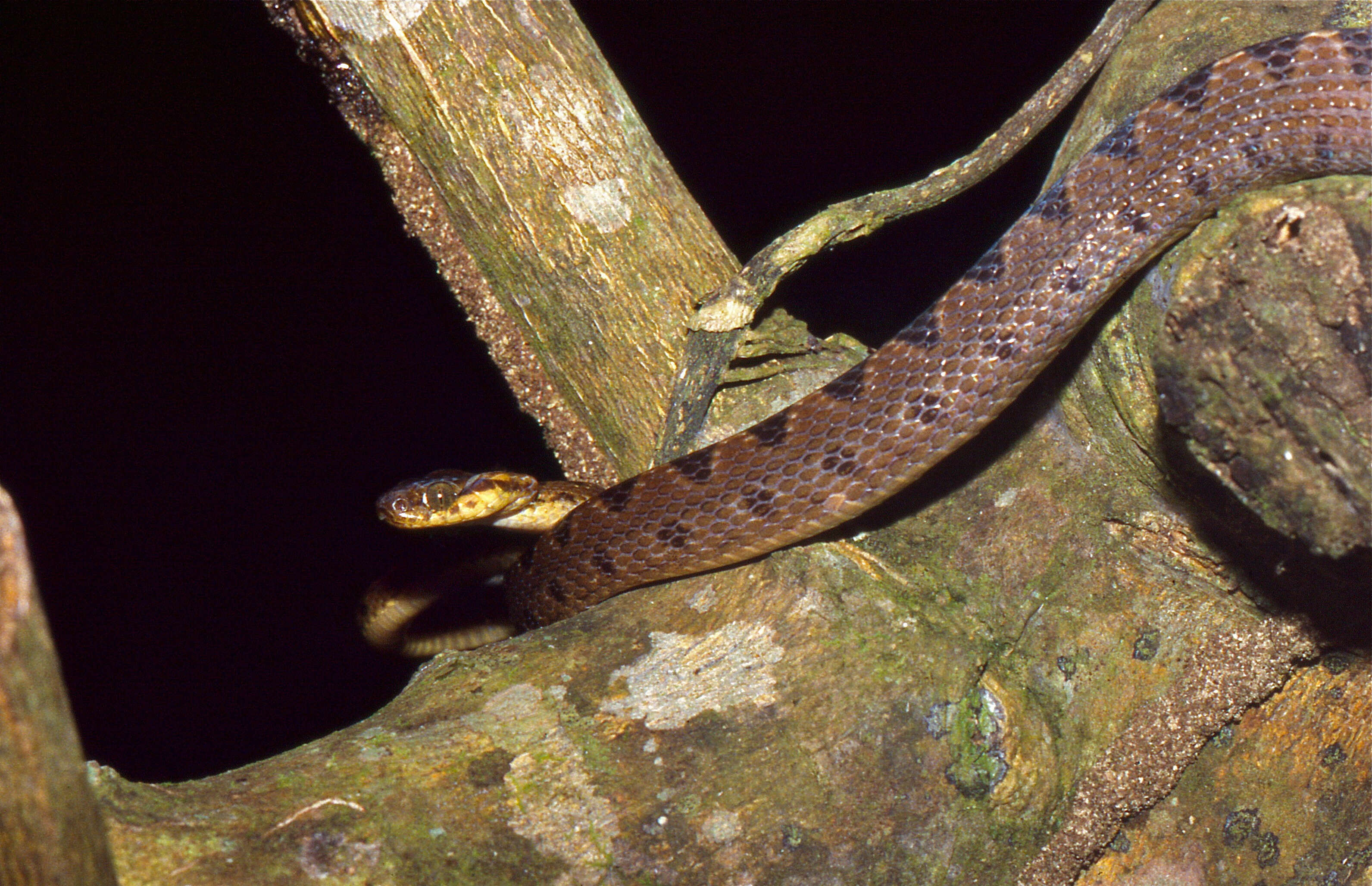 Image of cat-eyed snakes