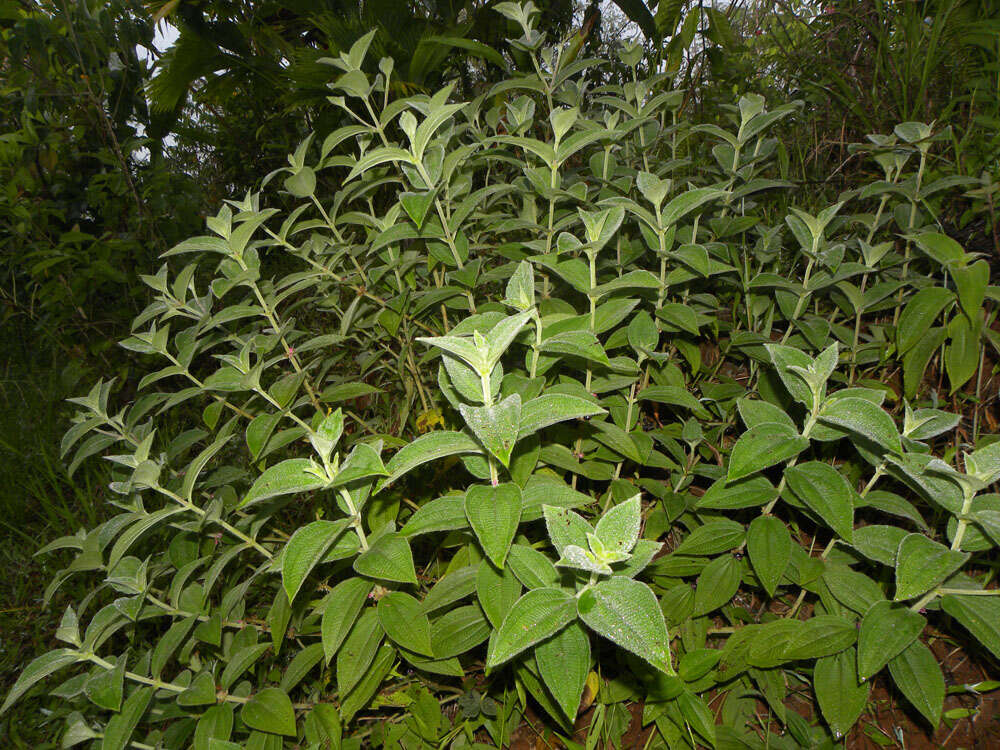 Image of Clidemia sericea D. Don