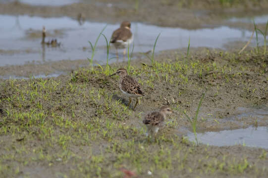 Image of Long-toed Stint