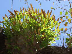 Image of staghorn