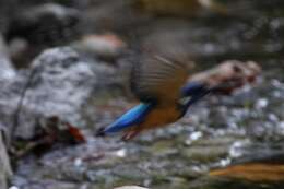 Image of Alcedo Linnaeus 1758