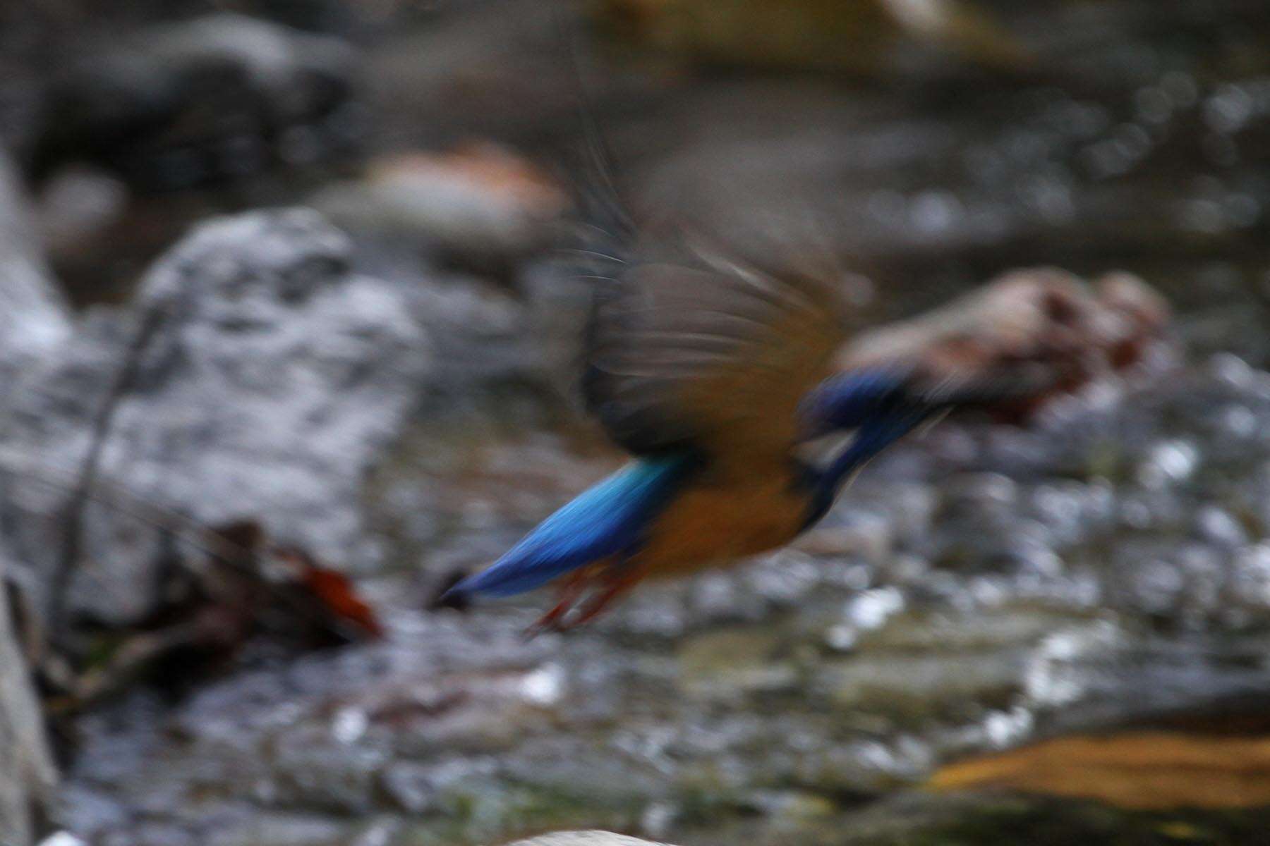 Image of Half-collared Kingfisher