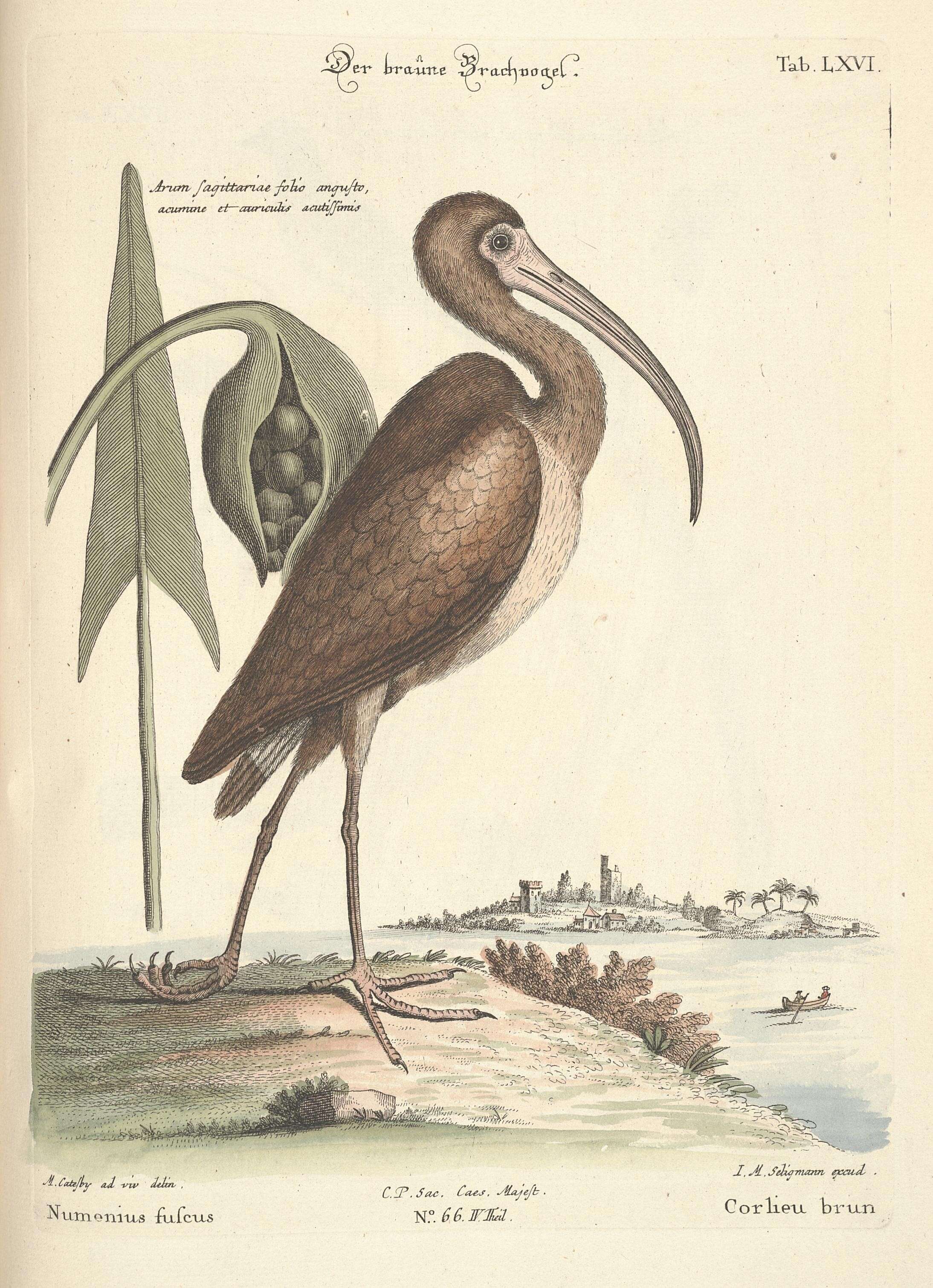 Image of Eudocimus Wagler 1832