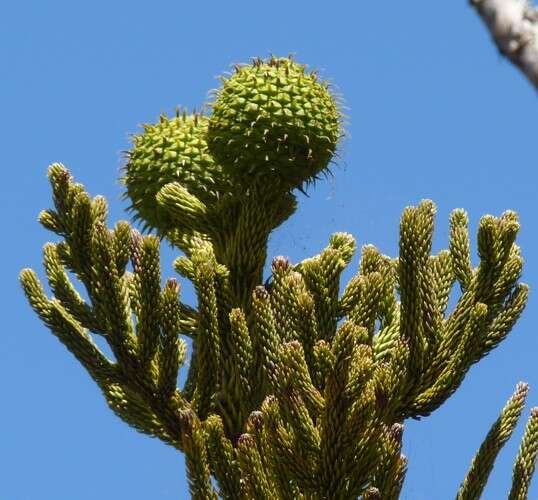 Image of Araucaria