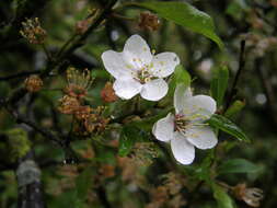 Image of Crab Apple