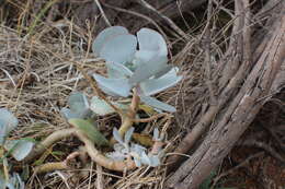 Image of pig's ear