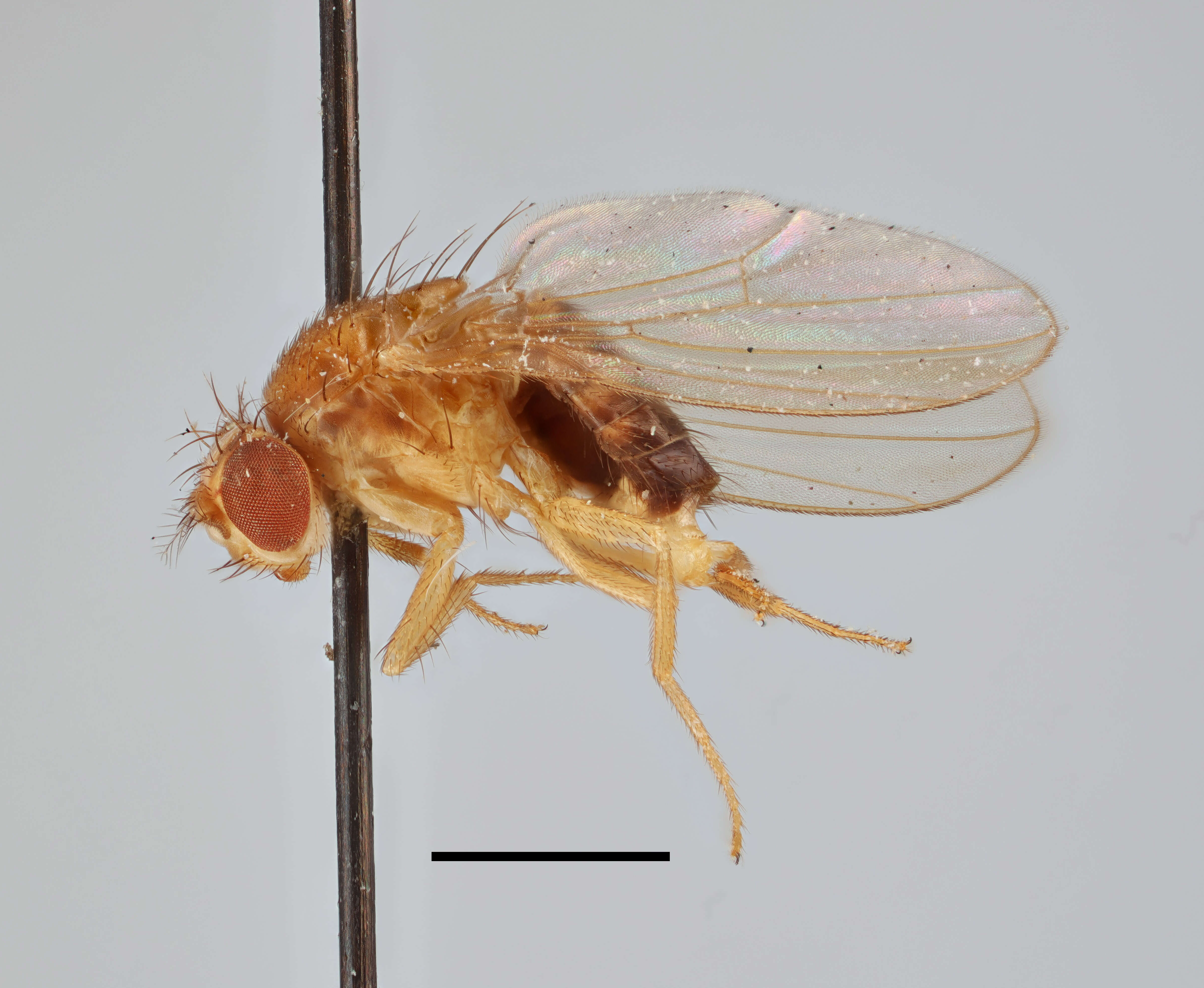 Image of fruit fly